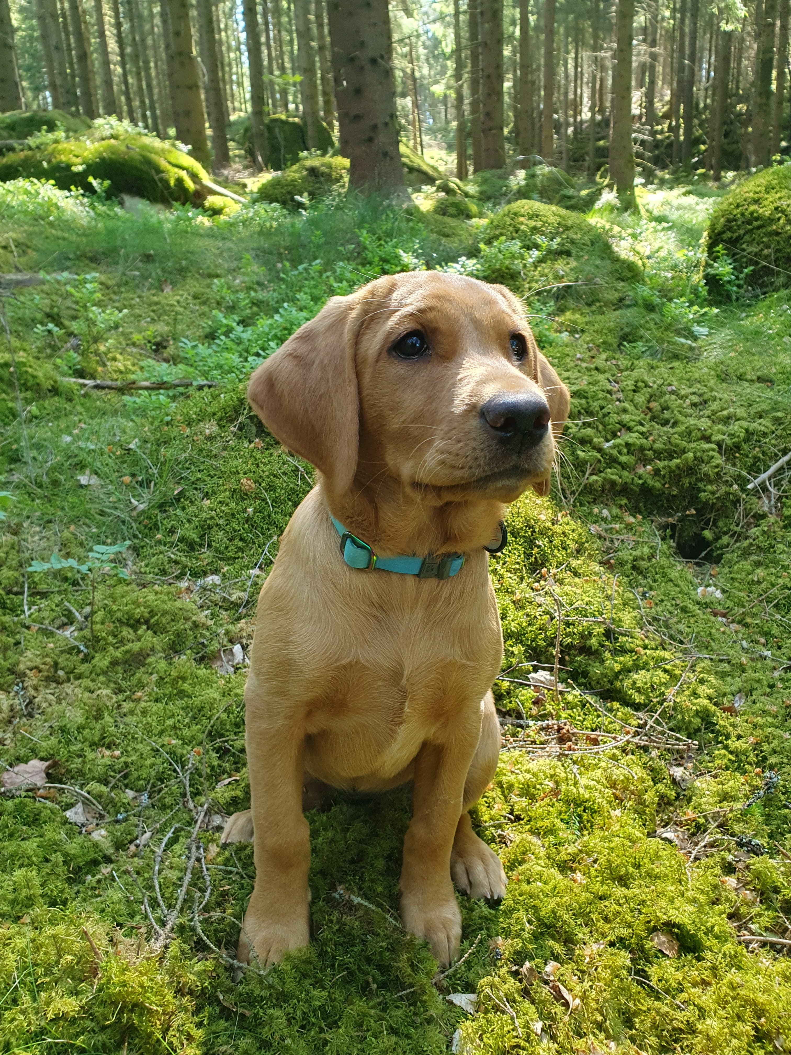 Freya, jaktlabrador i specialsök